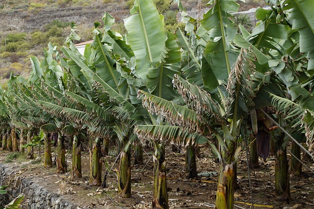 Bananen mit Resistenz gegen den Pilz TR4 (Panama Disease) - Genomeditierung  und Gentechnik